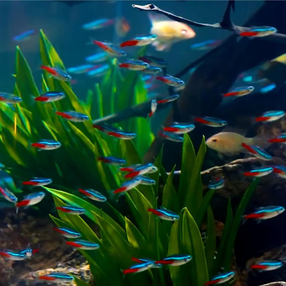 Freshwater Neon Tetra Fish (Si - Tetra Fish In Aquarium recension och pris